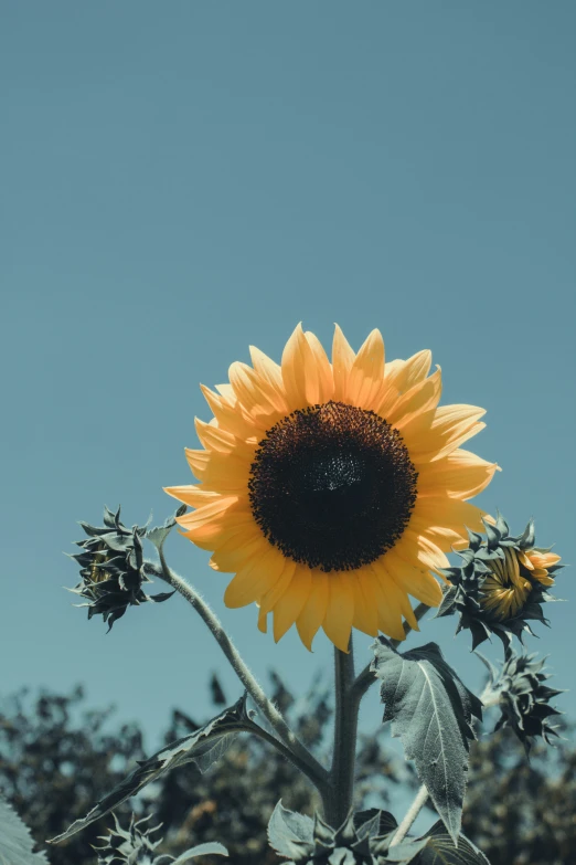 a large sunflower against the blue sky