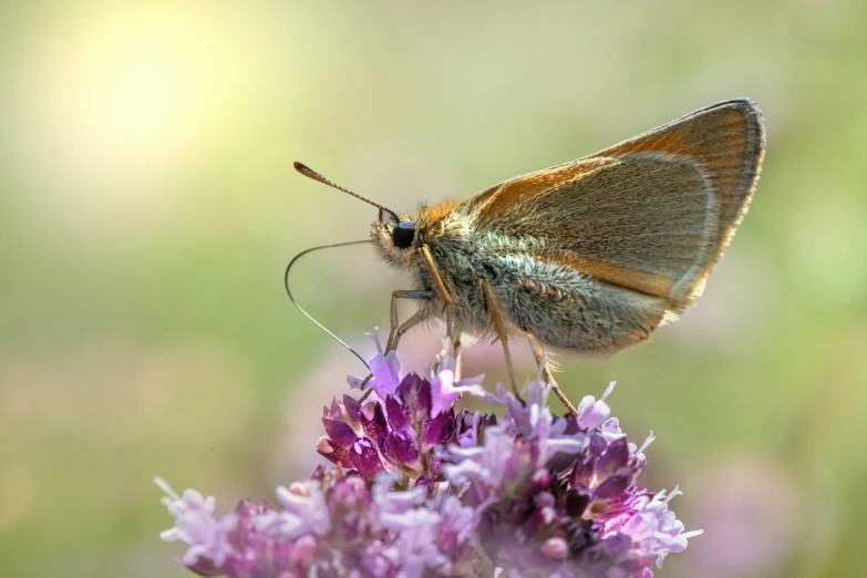 a small brown and white moth perched on purple flowers