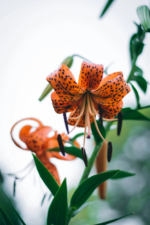 bright orange and black flowers growing on the side of a tree