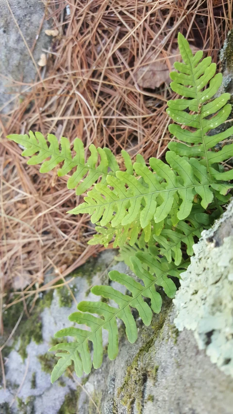 some green plants are growing near a large rock