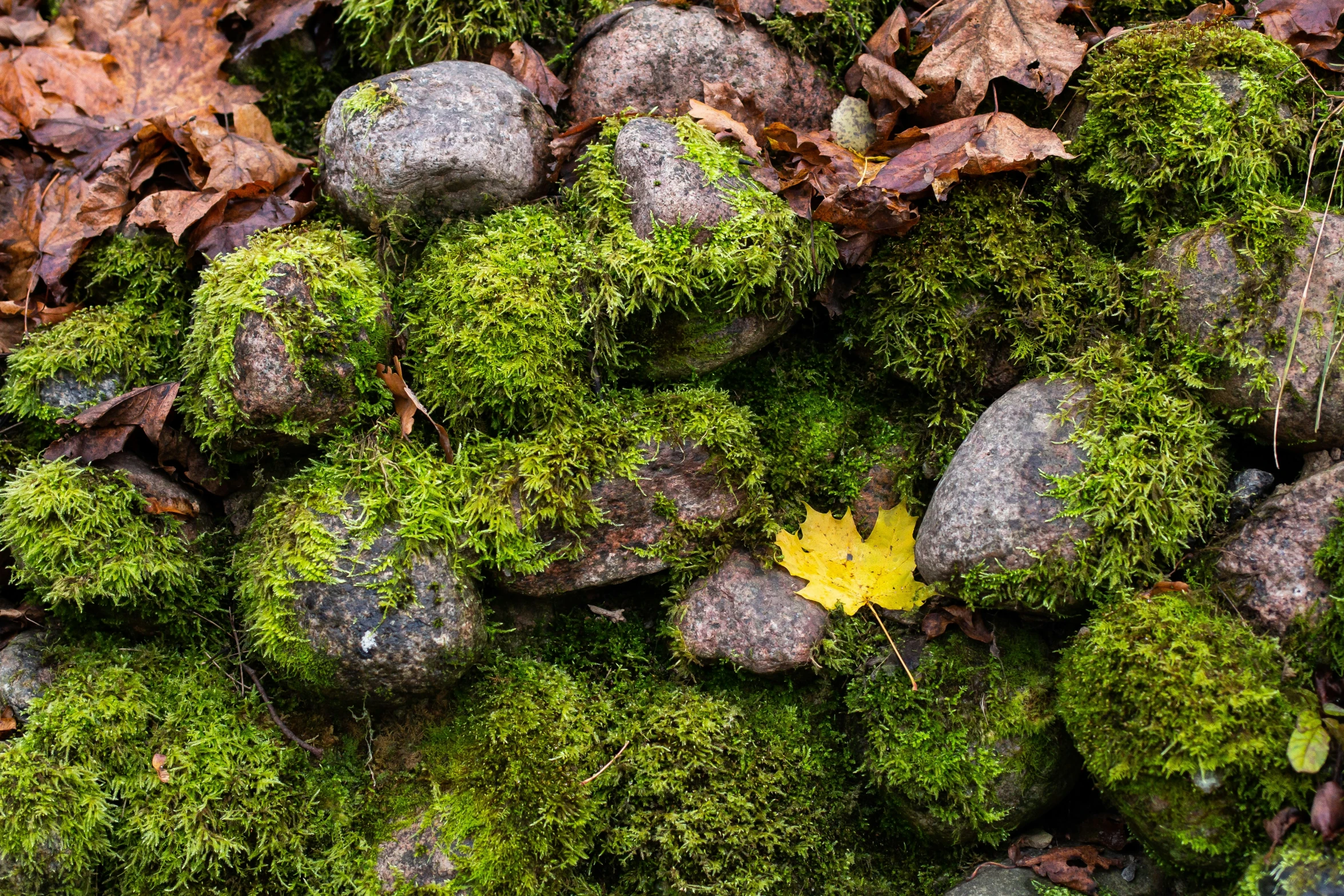 there are rocks, moss, and a yellow leaf laying on it