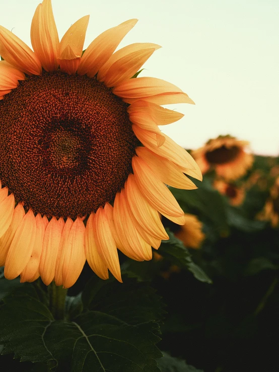 an odd looking yellow flower in front of several green leaves