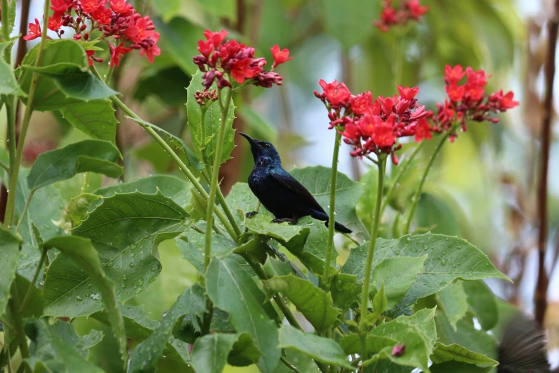 the bird is perched on the red flowers