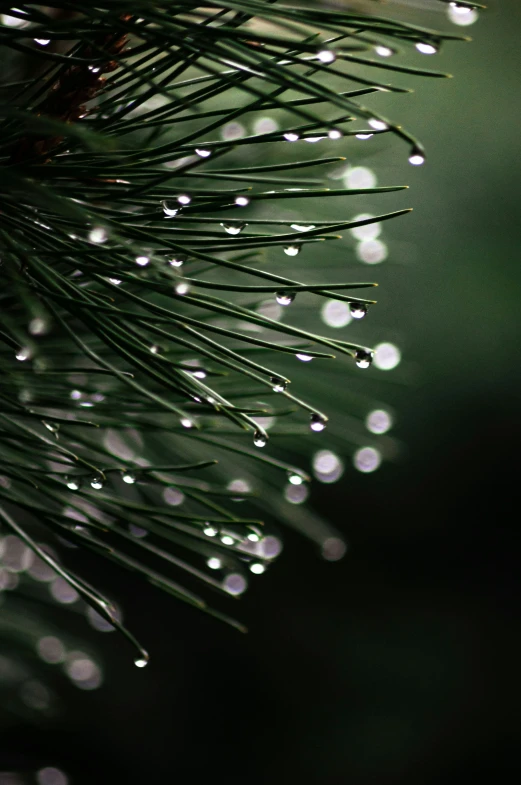 dew drops are on the tree as a pine tree is covered in droplets