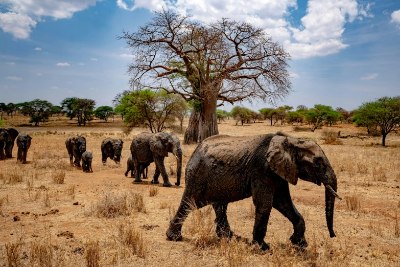 an elephant is walking in the dirt