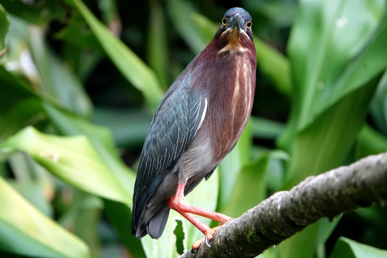 a bird with red legs and black beak perches on a nch