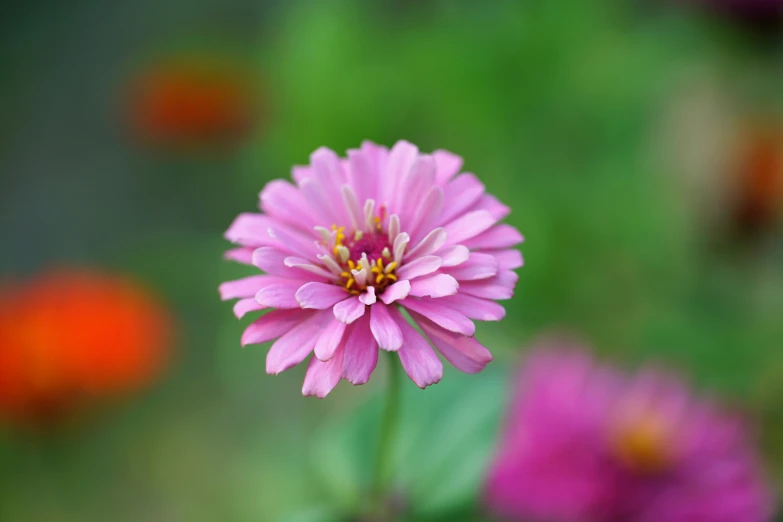 a flower that is pink in color