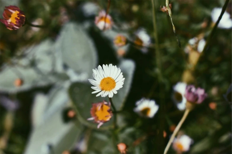 a close up of a field with flowers near by