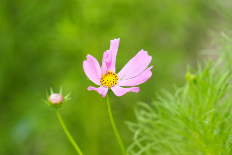 a pink flower stands out on green stalks