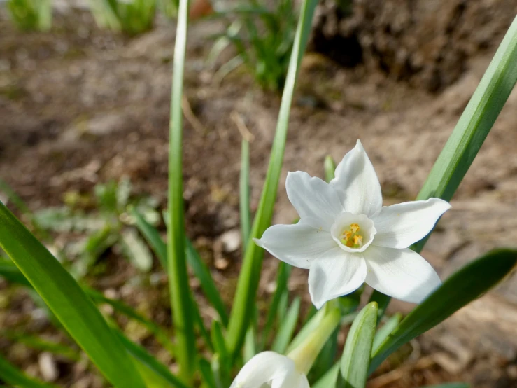 small white flowers are near tall green plants