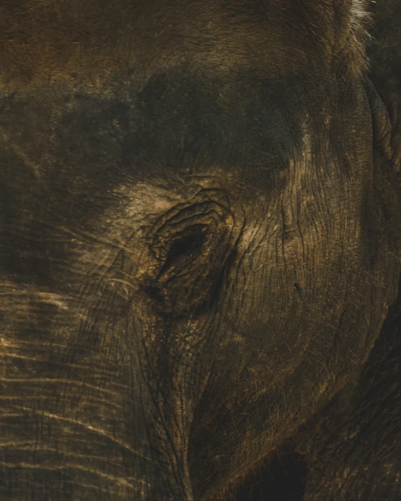 an elephant with dark brown skin has it's face close to the camera