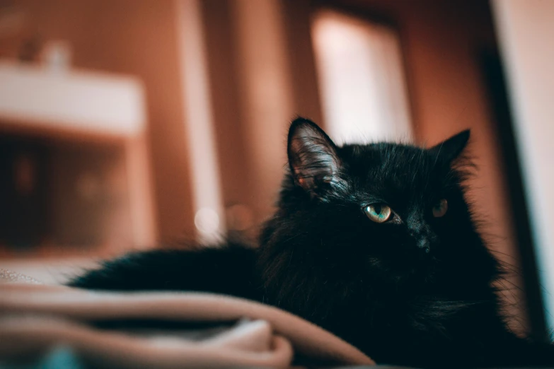 a black cat sitting on top of a wooden floor