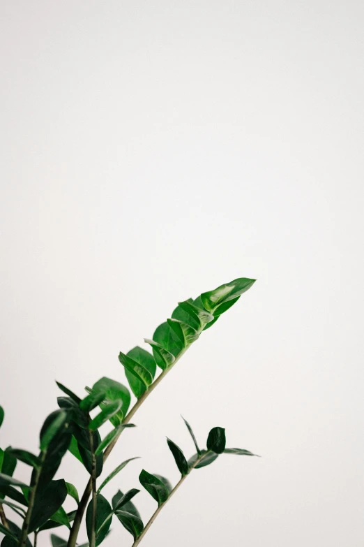 an overhead view of a leaf from behind