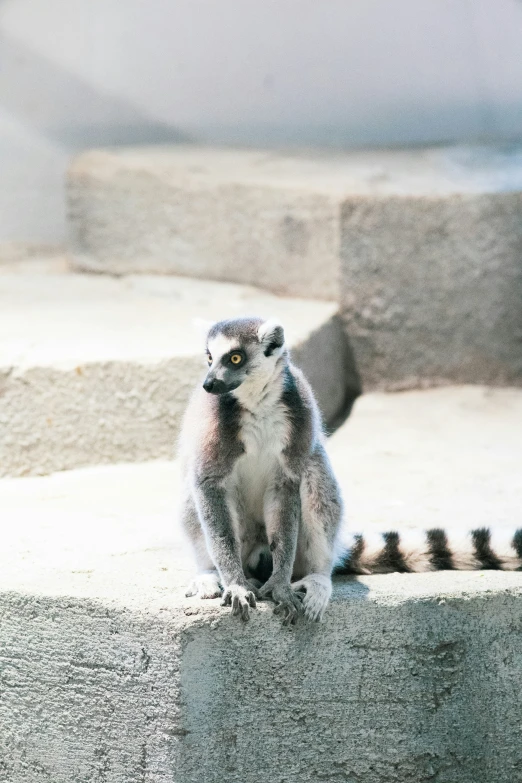 a small meerkat sitting on the ground looking around