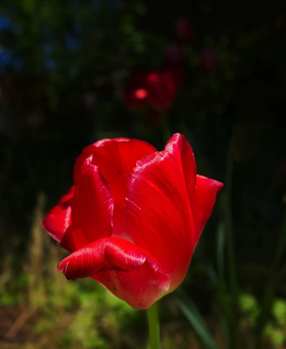 a large red flower is in the middle of some weeds