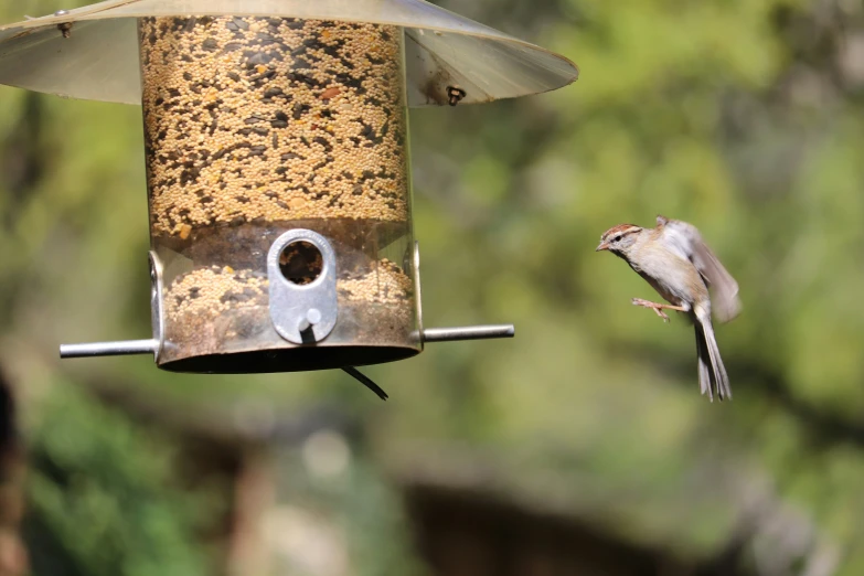 a bird that is flying near a bird feeder