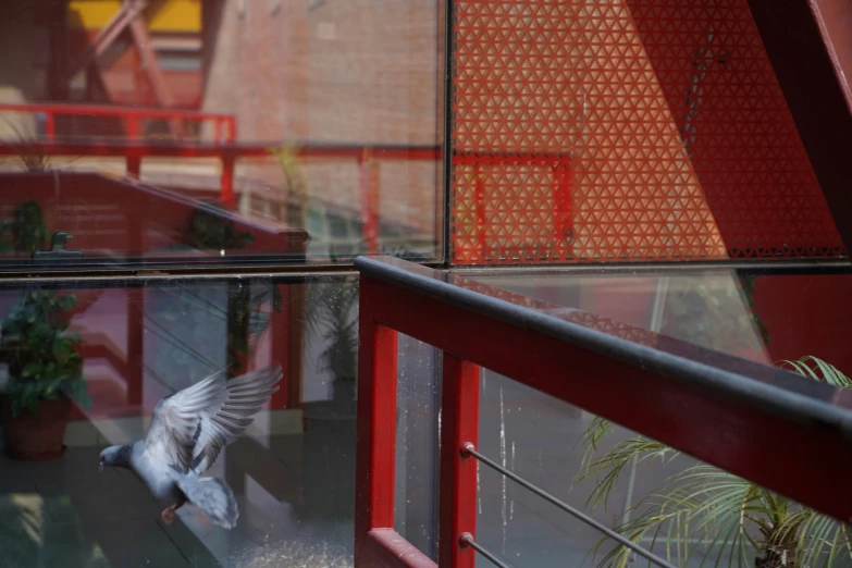 a pigeon flapping its wings while looking in a window