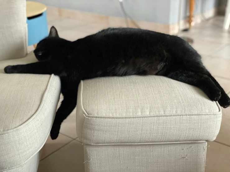 a cat laying on a beige couch, with a black cat nearby