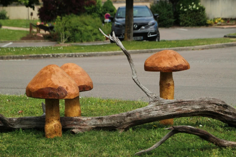 mushrooms on a street lawn, in front of a road