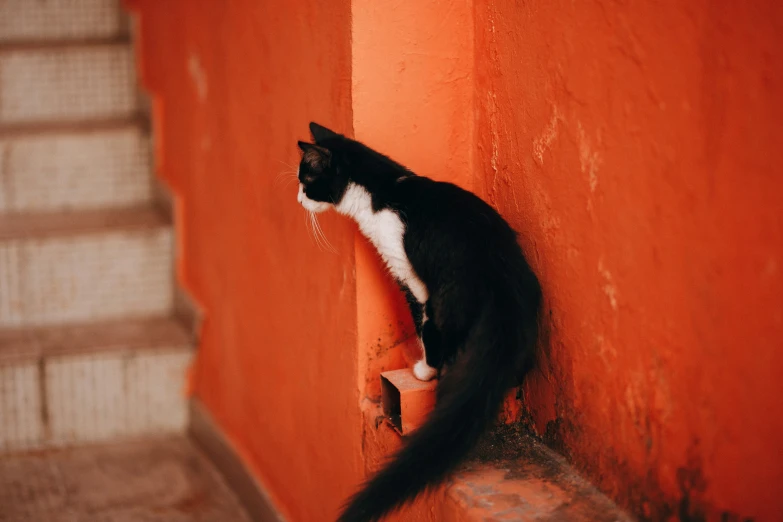 a cat that is on top of a wall