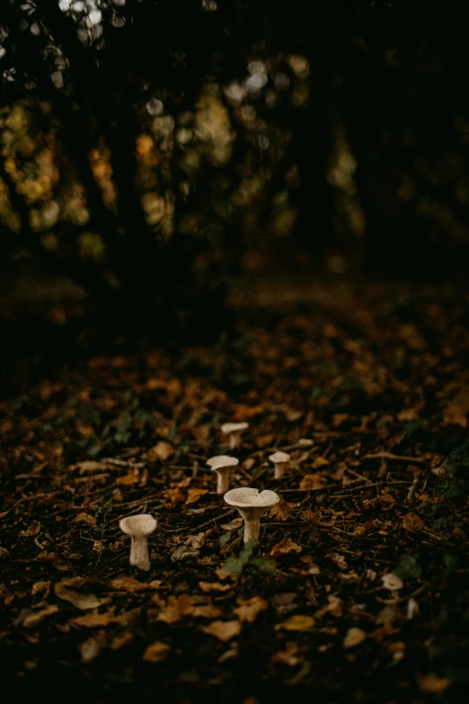 a row of mushrooms in the woods at night