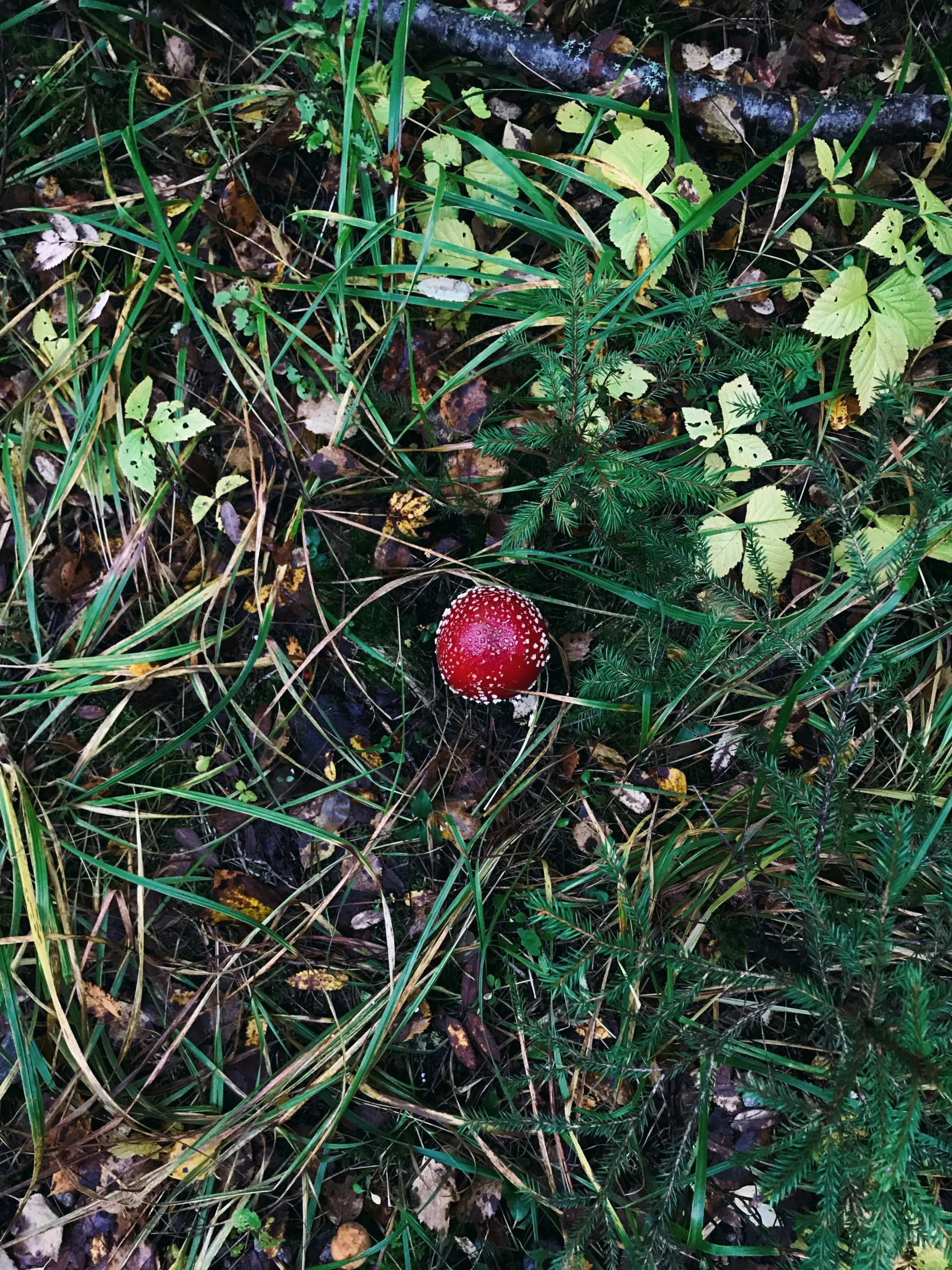 an image of a red flower that is in the grass