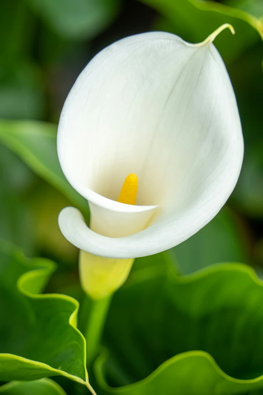 a closeup view of an upside down white calla lily