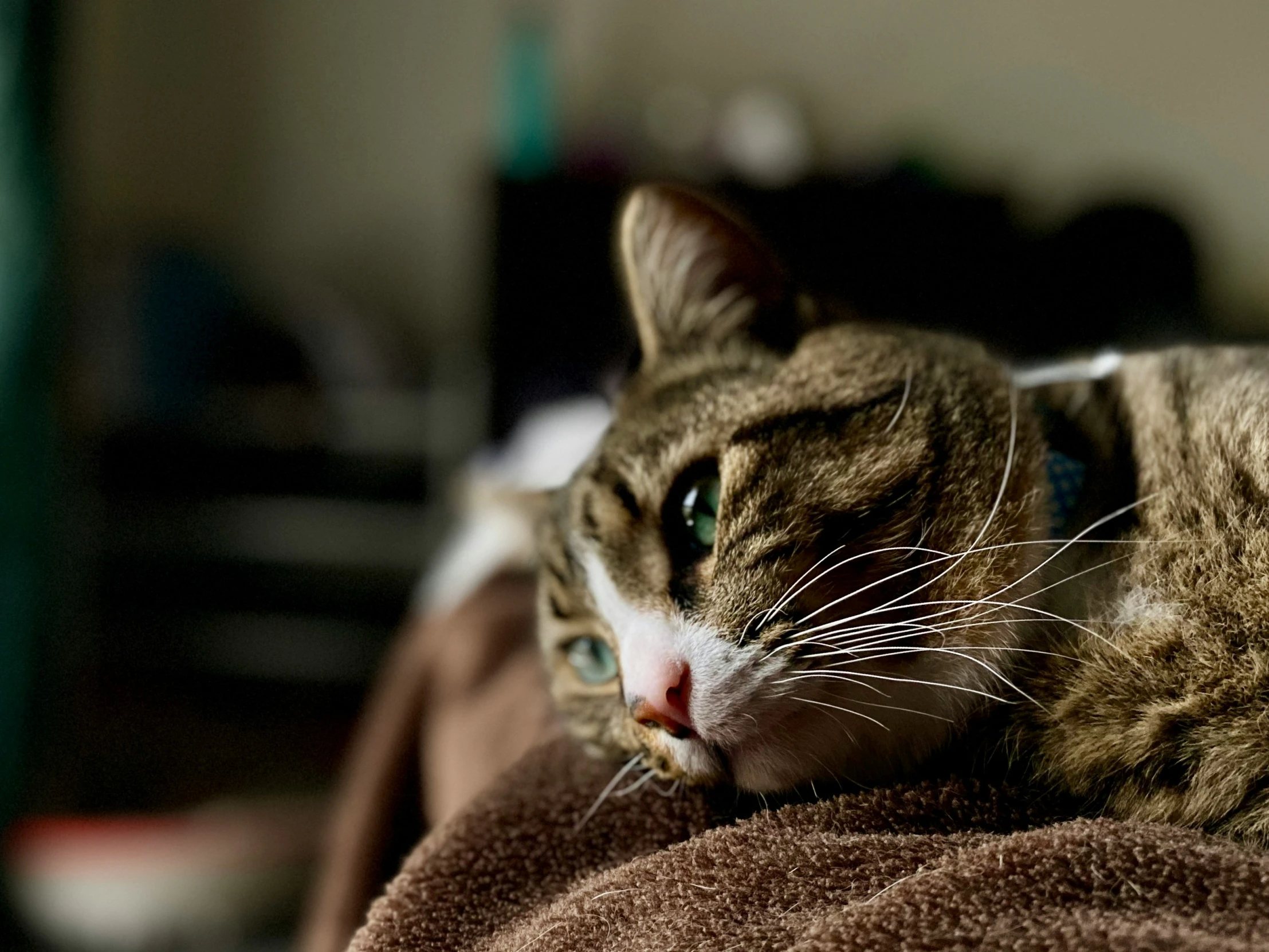 a cat that is laying down with its head on a blanket