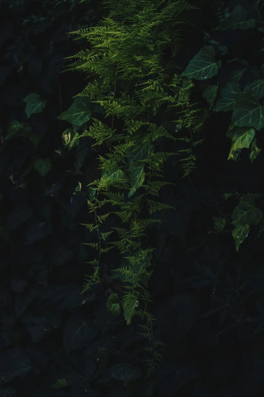 a large bush with lots of green leaves