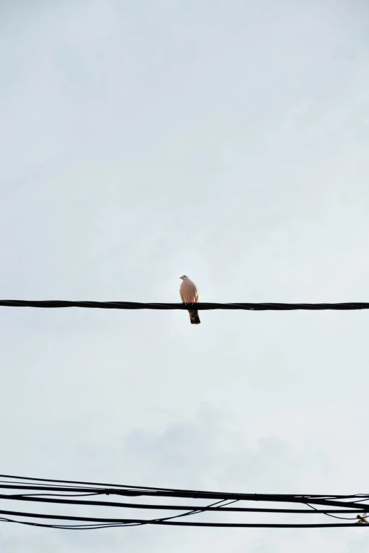 bird sitting on the telephone wire and a telephone pole