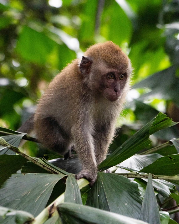 a monkey is standing on a tree limb
