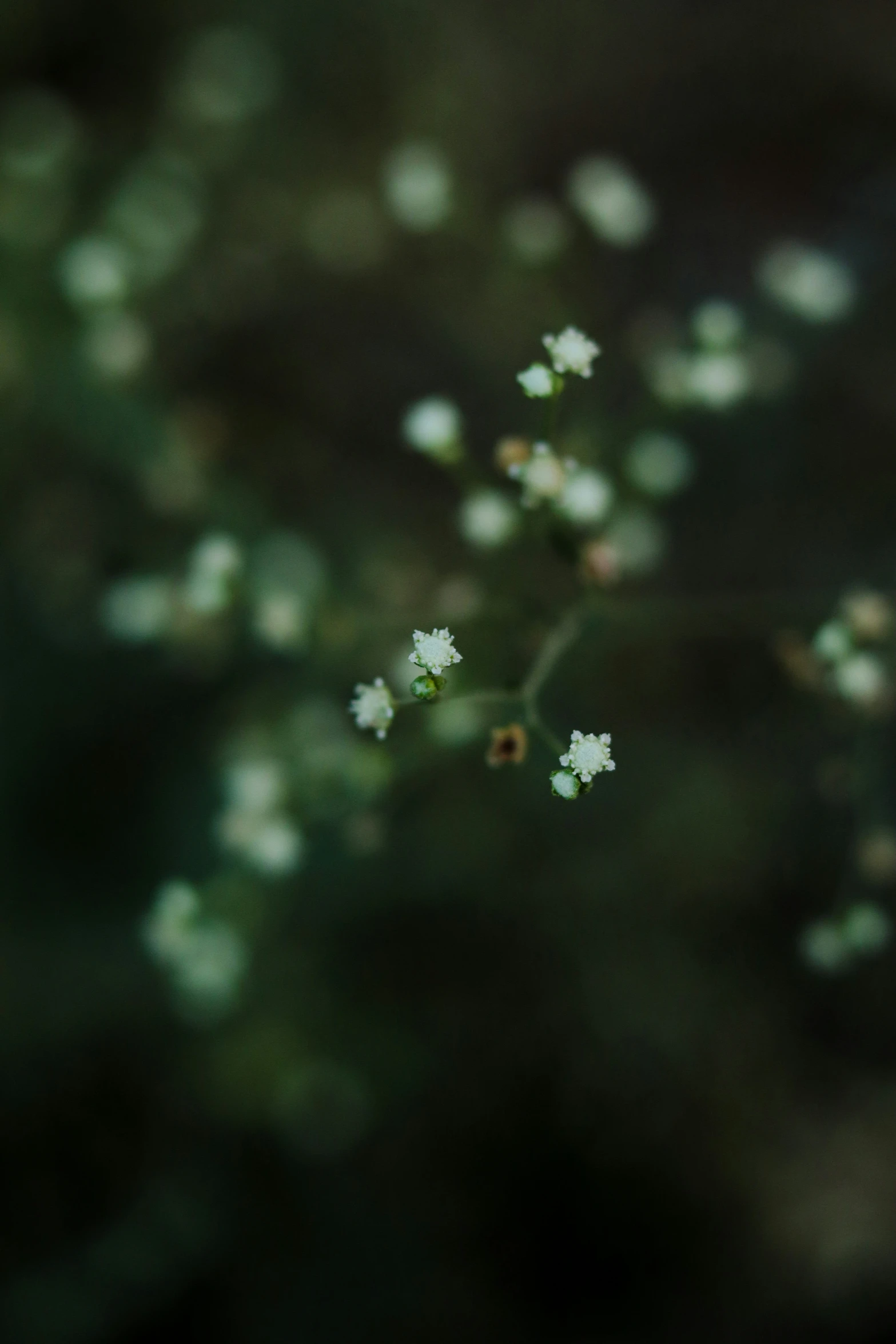 a plant with white and black flowers in it