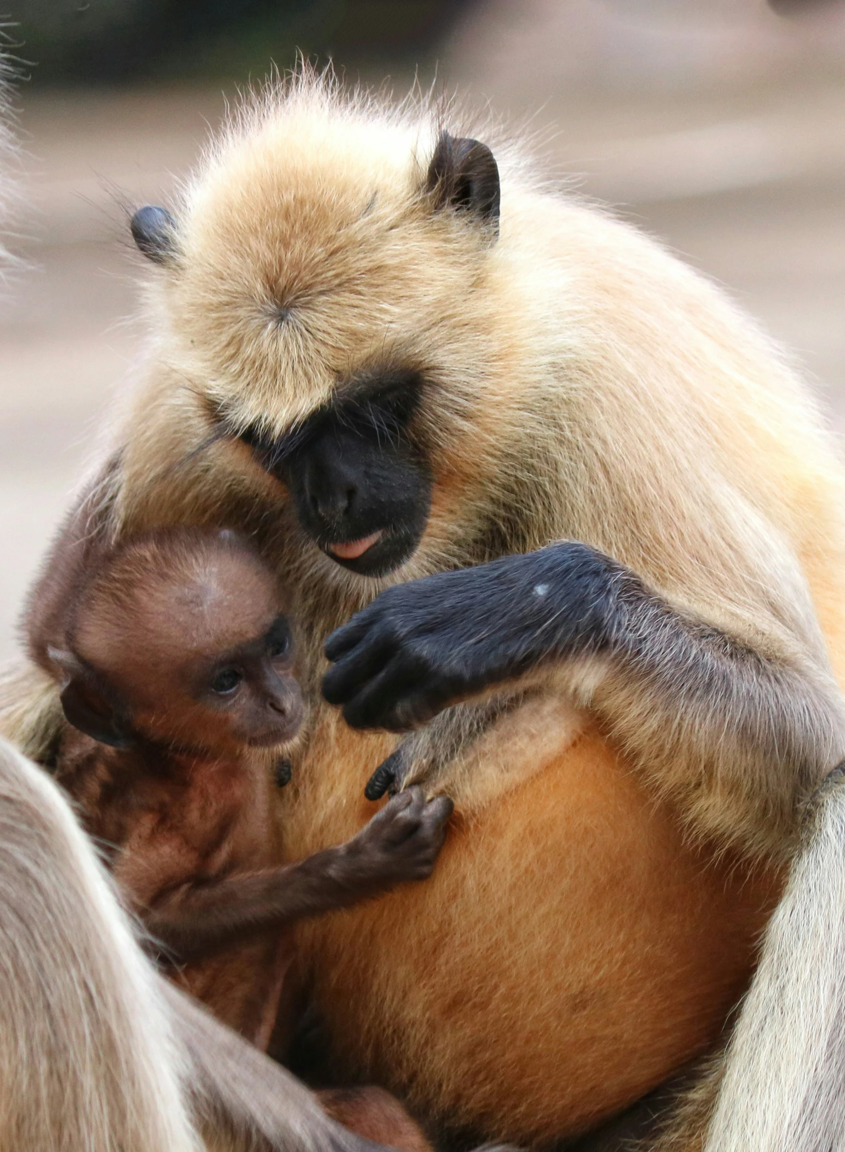 a monkey and its baby in a group