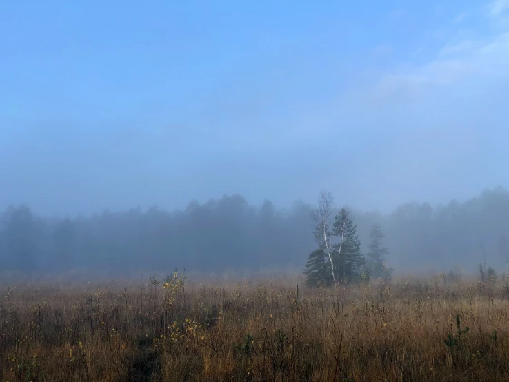 a blue sky is over a foggy field with trees