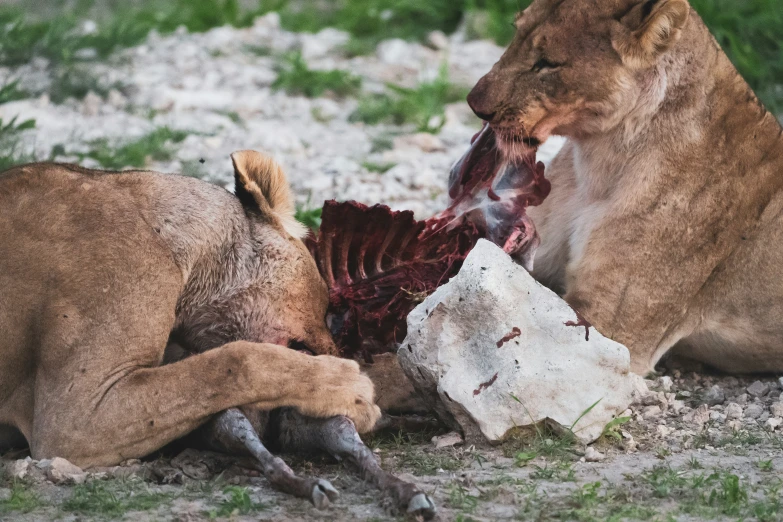 two lions eating a dead carcass off the ground