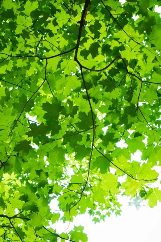 green leafy nches and a tree with bright leaves