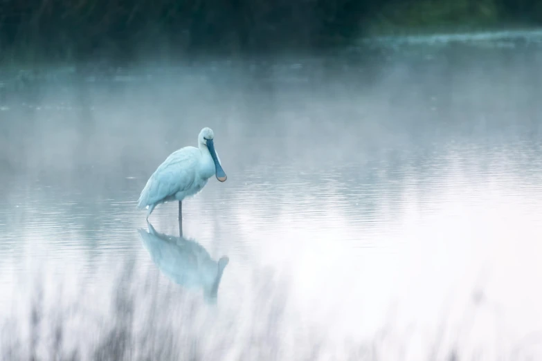 an white bird with a long beak standing in water
