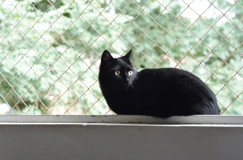 a black cat laying in a window sill