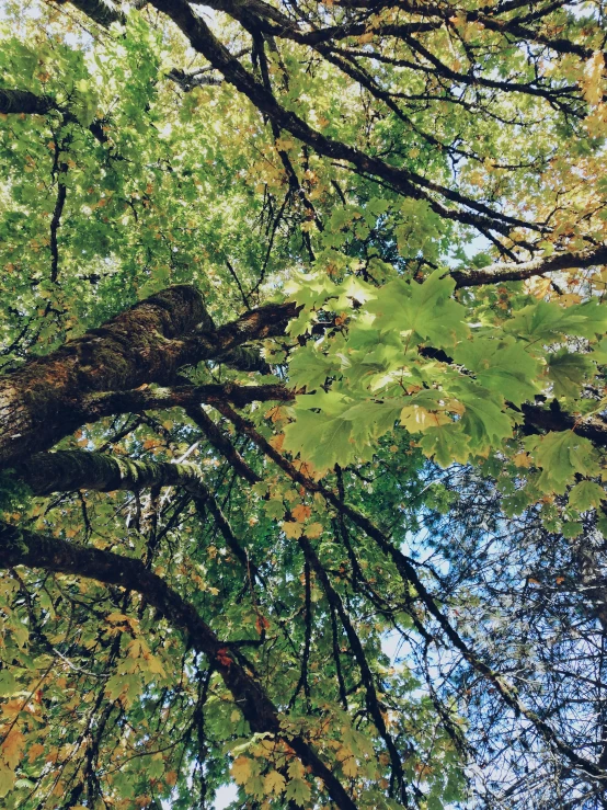 a tall tree has leaves in it