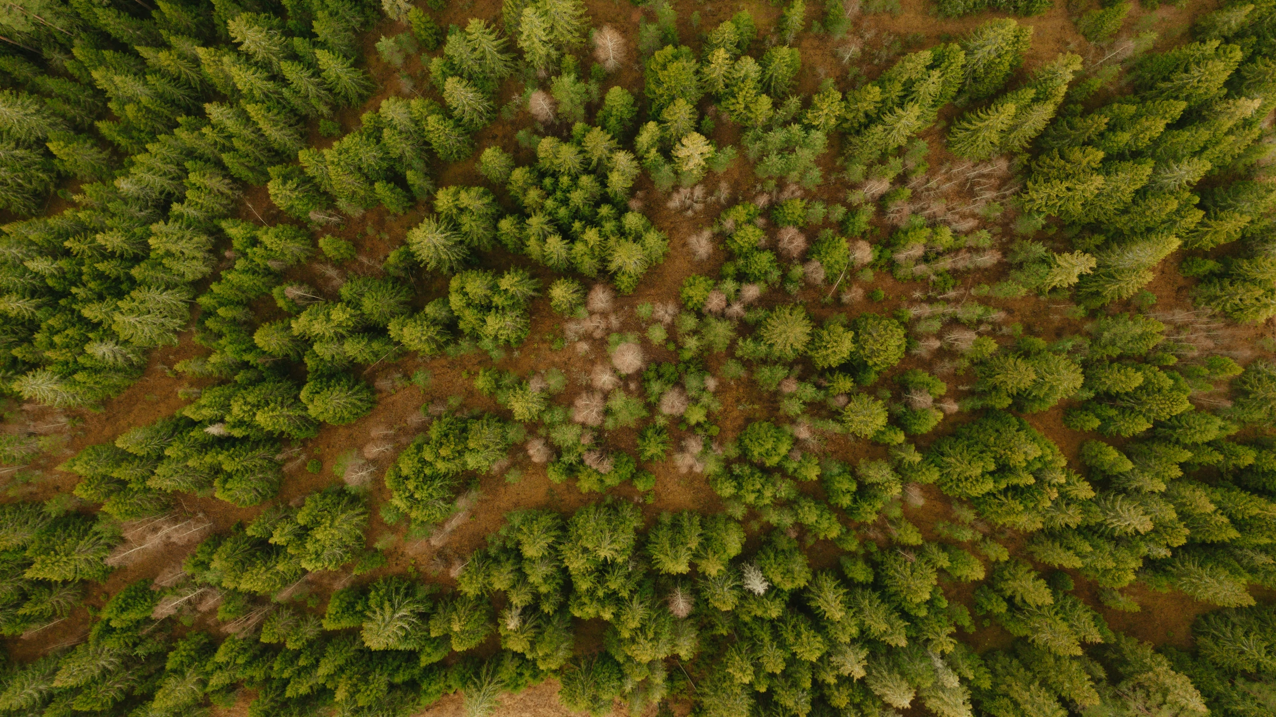 the top view of an aerial po of trees