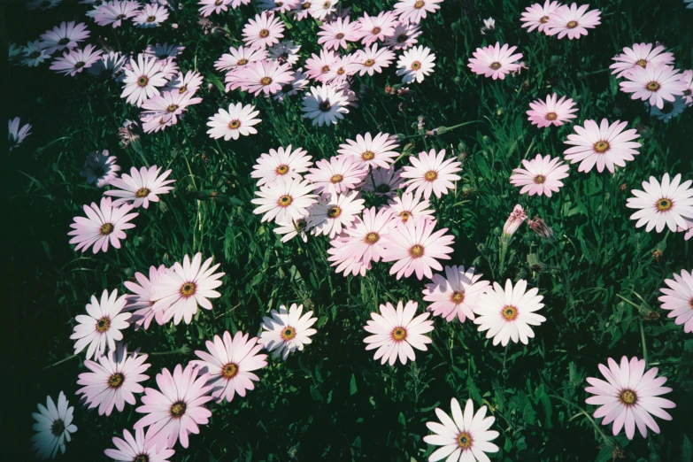 the daisies are blooming all over the field