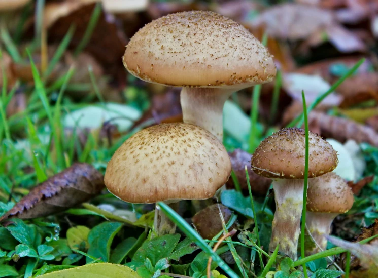 a group of mushrooms sitting on top of a forest floor