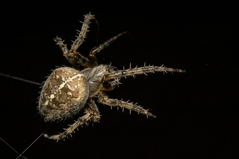 close - up of a spider crawling on a wire against a dark background