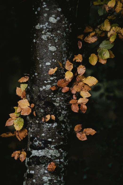 some autumn leaves falling from a tree