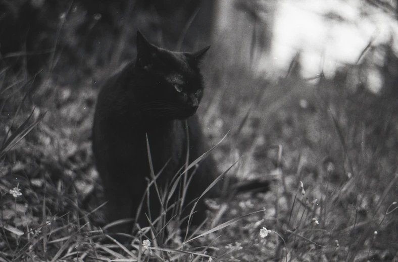 black and white pograph of cat sitting on the ground