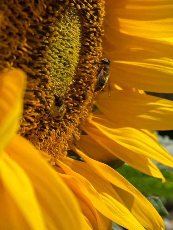 two bees sitting on a sunflower, facing the viewer