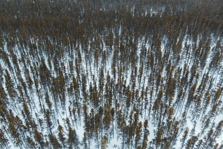 there are many tall trees that are covered with snow