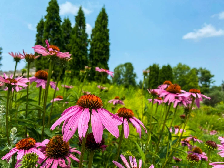 pink flowers grow in a field near green grass