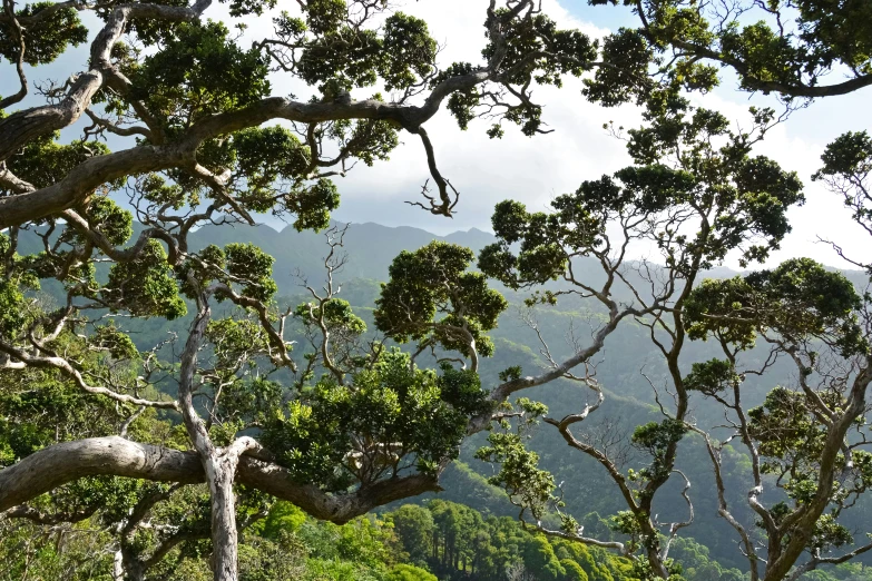 trees in the foreground and a mountain in the background