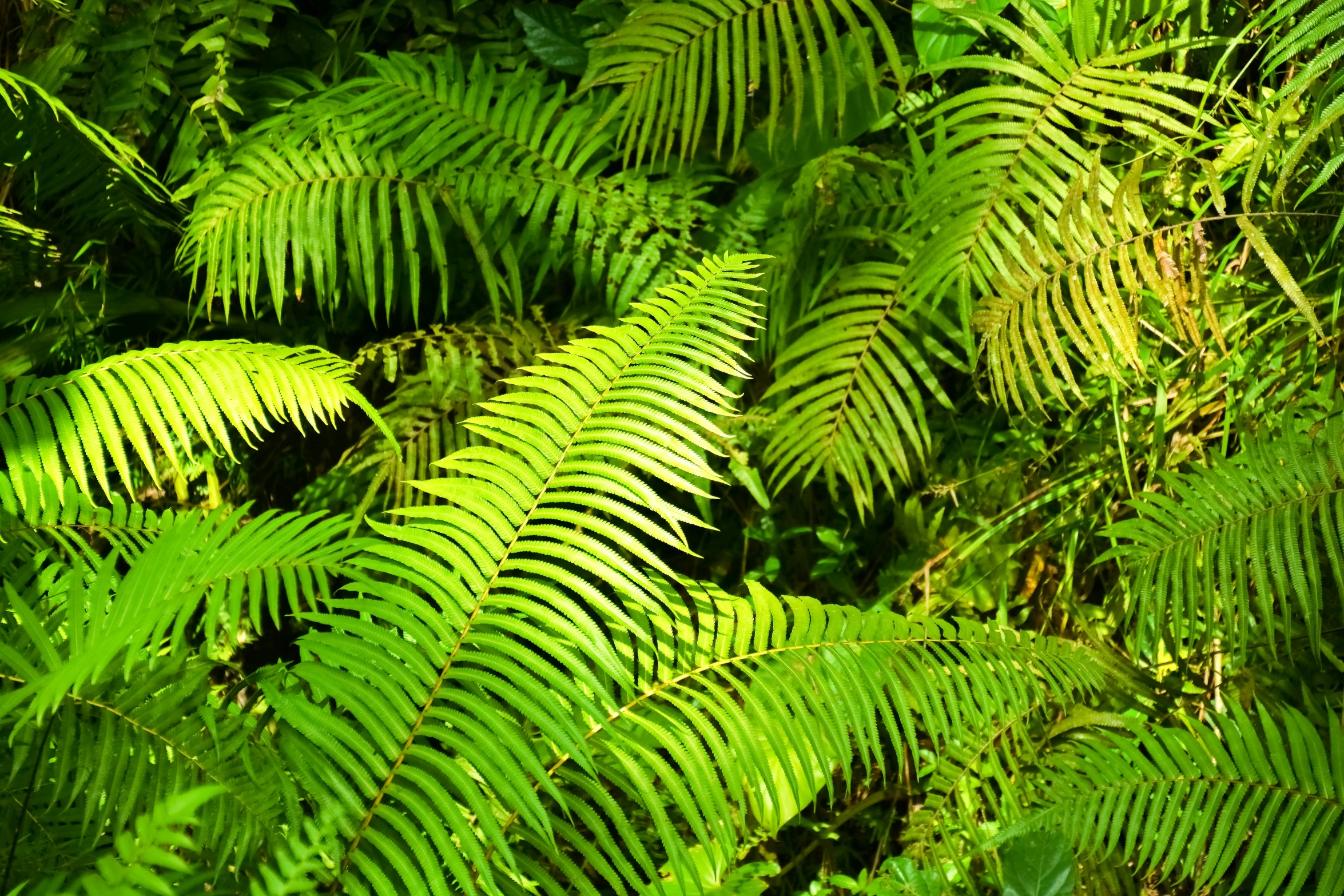 a lot of green leaves growing near one another